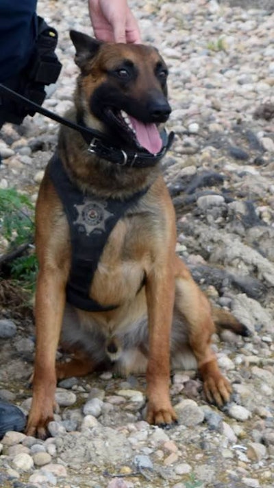 Adams County (CO) Sheriff's K-9 Lex was separated from his handler by a fence when his handler was fighting a suspect. The dog opened the gate with his paw and came to the aid of his handler. (Photo: Adams County SO/Facebook)