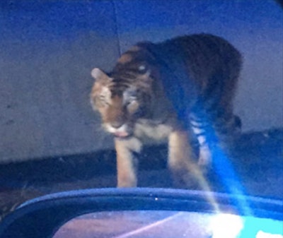 Henry County, GA, police were forced to kill this tiger seen roaming through a neighborhood after it attacked a dog. (Photo: Henry County PD)