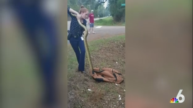 FL Detective Captures 9-Foot Anaconda With Stick, Bare Hands | Police ...