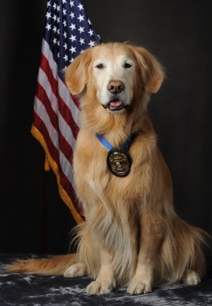 Fozzie, a golden retriever, served with the Scottsdale (AZ) Police Department for 10 years. He was the nation's first full-time Police Crisis Response dog. (Photo: Scottsdale PD)