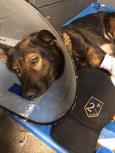 Normandy, MO, police K-9 Argo died Wednesday from injuries he suffered in a fall while on duty. (Photo: Normandy