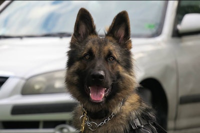 K-9 Ajax (Photo: Collier County SO/Facebook)