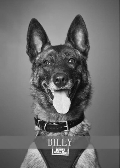 K-9 Billy (Photo: Hillsboro PD)