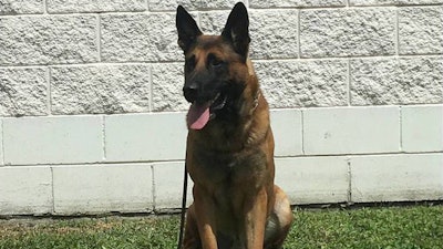 Charlotte County Sheriff's K-9 Edo was found dead after escaping his handler's kennel. It's believed he was struck by a vehicle. (Photo: Charlotte County SO)