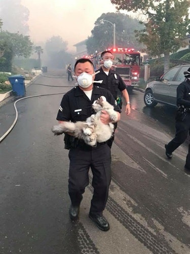 LAPD Officer Tae Kim rescues a cat in Bel-Air. The cat was reunited with its owner. (Photo: Tim Colson/LAPD)