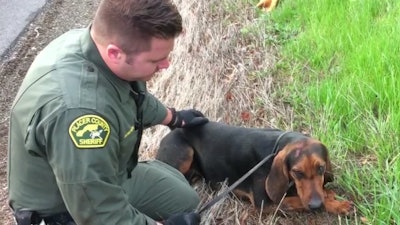 A Placer County (CA) Sheriff's Office K-9 handler and an off-duty California Highway Patrol rescued this injured bloodhound from under a car on the highway. (Photo: Placer County SO/Facebook)