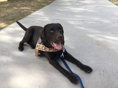The Scottsdale (AZ) Police Department asked the public to vote on a name for its new Crisis Response Canine. The public chose the name: Chase. (Photo: Scottsdale PD/Facebook)