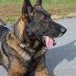 K-9 Scout died after a ball became lodged in his mouth. (Photo: ODMP.org)