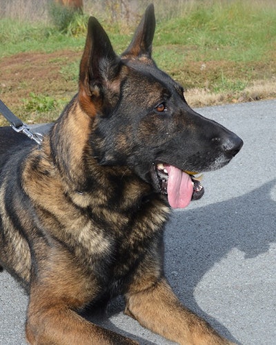 K-9 Scout died after a ball became lodged in his mouth. (Photo: ODMP.org)
