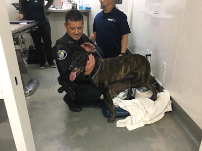 Santa Ana (CA) Police K-9 Puskas suffered injuries to his mouth and teeth taking down a suspect Monday. His handler Cpl. Anthony Bertagna (pictured) says the dog will be OK. (Photo: Santa Ana PD/Facebook)