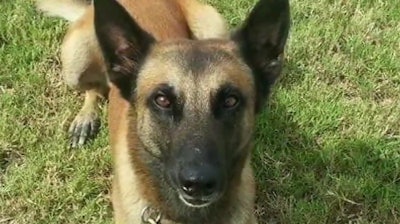 Houston K-9 Rony had to be put down after shattering his leg while chasing a suspect.