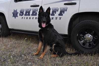 Pierce County (WA) Sheriff's Department K-9 Ammo, even a suspect he captured thinks he's a good dog. (Photo: Pierce County SD/Facebook)