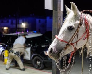 A man was arrested by a California Highway Patrol officer on suspicion of DUI after he was spotted riding a horse on a Los Angeles-area freeway. (Photo: California Highway Patrol)
