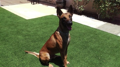 Dexter, a 3-year-old Belgian Malinois who has been with the San Diego Police Department for a year and a half, was stabbed Monday morning. Dexter underwent surgery and is expected to recover. (San Diego PD)
