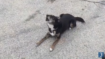 Ruby, a Rhode Island State Police K-9, is being celebrated as a hero. Before she became a K-9, she was called and almost euthanized. (Photo: Providence Journal video screen shot)