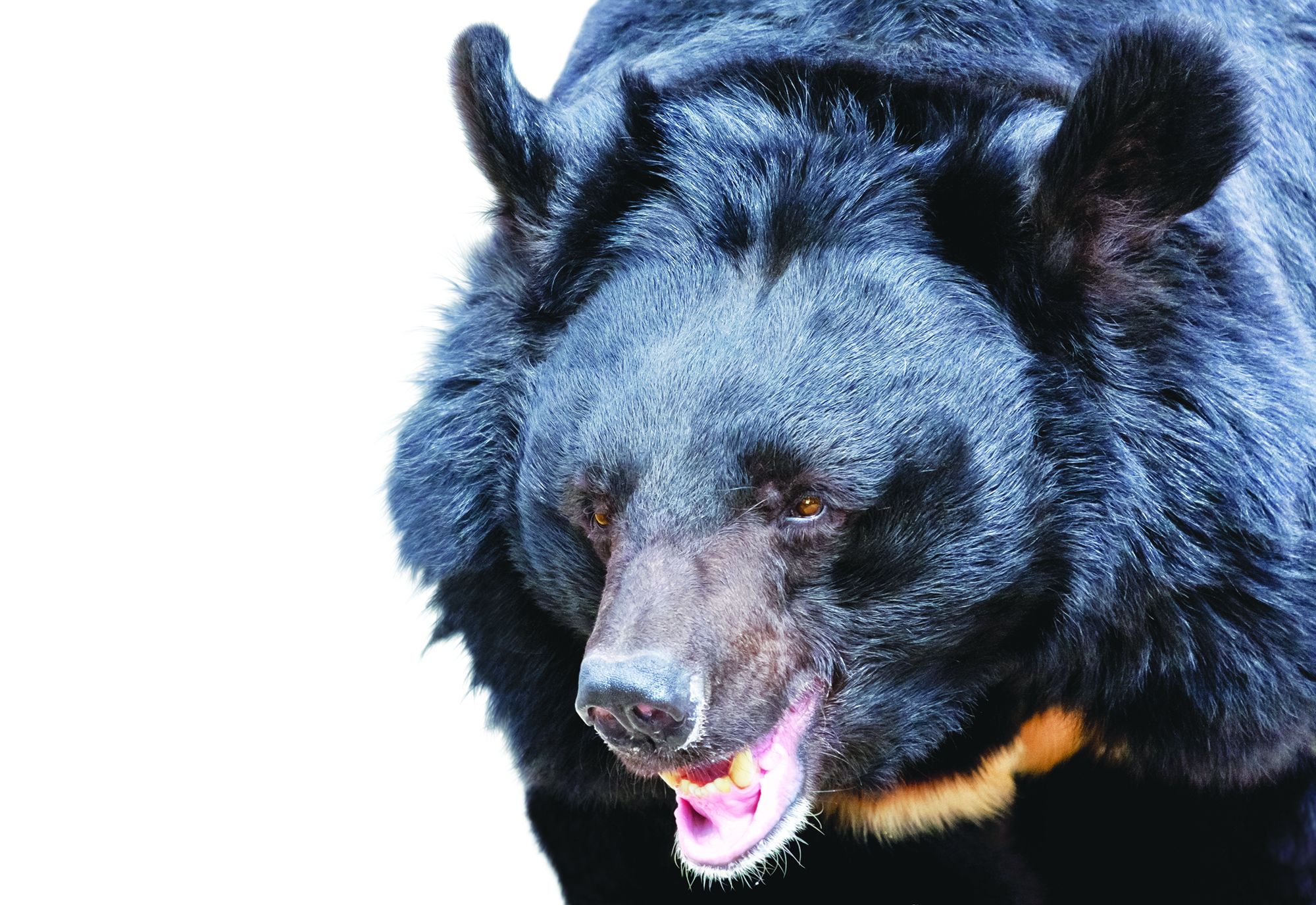 Bears are not a common reason for police calls, but it's a good idea to have a plan for them in bear habitat areas. (Photo: Getty Images)