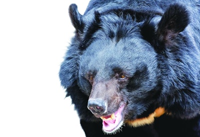 Bears are not a common reason for police calls, but it's a good idea to have a plan for them in bear habitat areas. (Photo: Getty Images)