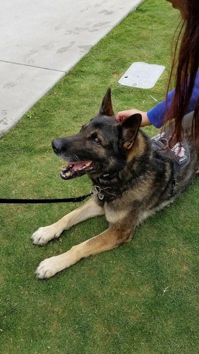 Orange (CA) Police K-9 Bosco was euthanized this week after a vet discovered a serious medical condition. (Photo: Orange PD)