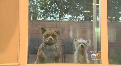 Family dog Jax, left, helped the LAPD catch a suspect. Photo: CBS Los Angeles screenshot