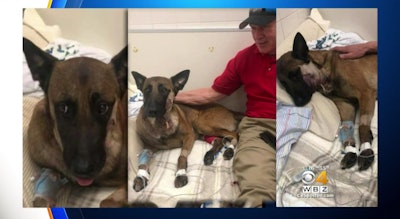 The K-9 wounded in a shooting that left his handler Officer Sean Gannon dead, is improving after surgery. (Photo: WBZ/Barnstable Police K9 Foundation)