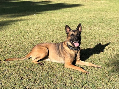 Phoenix PD K-9 Bane was killed attempting to apprehend a suspect hiding in an attic. (Photo: Phoenix PD)