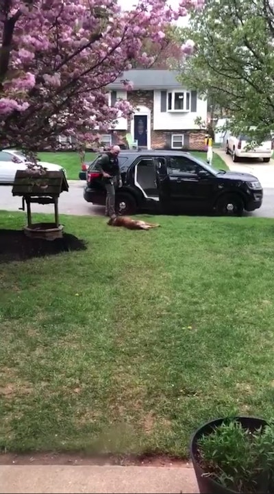 A K-9 handler had difficulty motivating K-9 Jango to get into the squad car to go to work. Video courtesy RFC Ryan Costin/Facebook