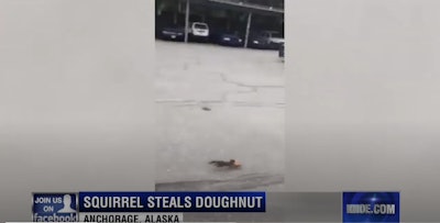 The Anchorage Police Department posted a video of a squirrel running off with an officer's donut. Image: KNOE screenshot