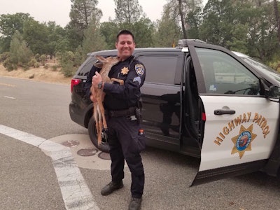The California Highway Patrol in Redding posted to its Facebook page a message showing images of CHP San Francisco Sergeant Fawson receiving a wet kiss from the one-month old fawn he rescued from a wildfire. Image courtesy of CHP Redding / Facebook.
