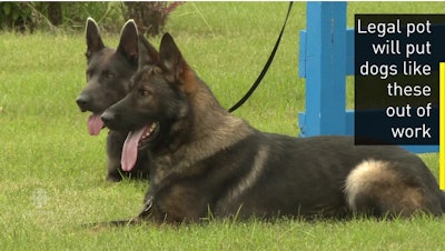 Some Royal Canadian Mounted Police dogs are being retired or sold to other agencies because they have been trained to search out marijuana. Pot will soon be legal in Canada. (Photo: Screen shot from CBC video)