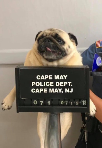 Cape May (NJ) police decided to use social media to find the owner of a lost dog they discovered on Sunday. Image courtesy of Cape May Police / Facebook.