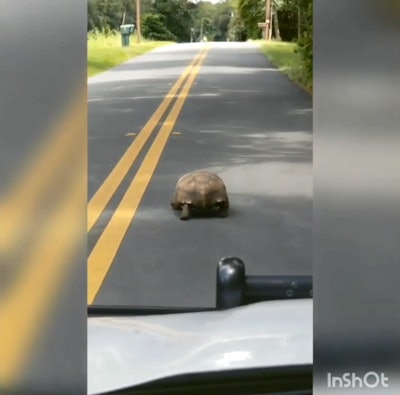 In a video rant posted to Facebook, Marion County (FL) Sheriff's Deputy Bryan Bowman mocks a tortoise for 'going one mile per hour in a 30-mile-per-hour zone.' Image courtesy of Marion County (FL) Sheriff's Office / Facebook.