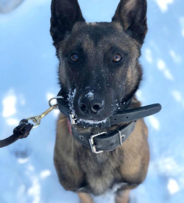 K-9 Vader was two years old. (Photo: Virginia State Police)