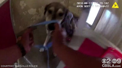 A Vacaville, CA, police officer rescues a shelter dog from an oncoming wildfire.