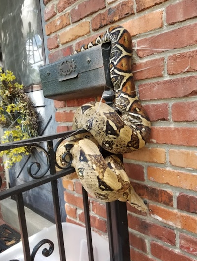 Overland Park, KS, Police posted images on Twitter of a massive Ball Python a postal worker discovered wrapped around a resident's mailbox. Image courtesy of Overland Park PS / Twitter.