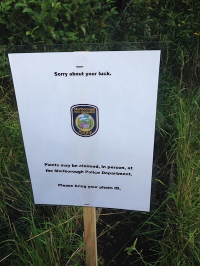 Officers with the Marlborough (NH) Police Department left a sign with a message for the grower of 25 illegal marijuana plants. 'Sorry about your luck. Plants may be claimed, in person, at the Marlborough Police Department. Please bring your photo ID.' Image courtesy of Marlborough PD / Facebook.