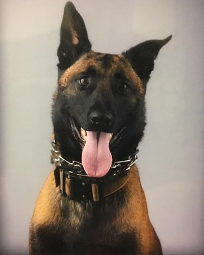 The Lincoln Parish (LA) Sheriff's Office announced that K-9 Boco was shot and killed on Friday during the pursuit of a suspect wanted for second-degree attempted murder, according to a message posted to the agency's Facebook page. Image courtesty of Lincoln Parish (LA) Sheriff's Office / Facebook.