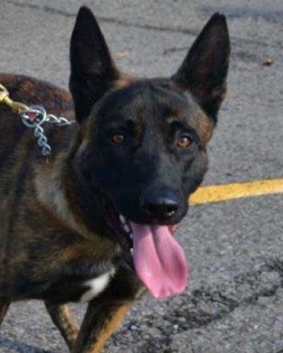 An Arkansas State Police K-9 and the suspect he was chasing were both killed in a gunfight on Monday night. Arkansas State Police say that a trooper performed a traffic stop on a vehicle that had reportedly been involved in a chase with law enforcement officers in Missouri. Image courtesy of ODMP.
