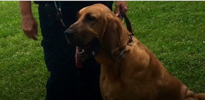 Union County (TN) Sheriff's bloodhound Josey died suddenly over the weekend. She was trained to track suspects and detect human remains. (Photo: WBIR screen shot)