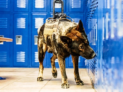 Tactical Electronics Core K9 Camera system sends video back to the handler. A push-to-talk feature lets the handler give commands to the dog or the suspect. (Photo: Tactical Electronics)