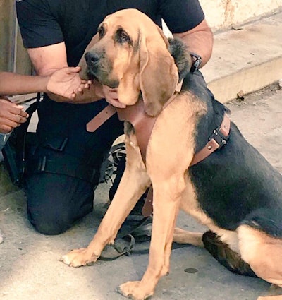 The Los Angeles Police Department posted a picture of Molly on Facebook with the caption, 'Hi. My name is 'Molly' and I’m a bloodhound for the LAPD. Today they called me to the scene of a missing 9 year old girl.' Image courtesy of LAPD / Facebook.