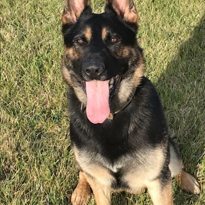 Genesee County (MI) Sheriff's K-9 'Rocky' died after a training exercise. Image courtesy of Genesee County Sheriff / Facebook.