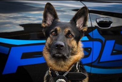 K-9 Axe (Photo: St. Clair Shores PD)