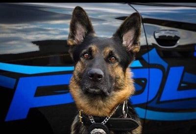 K-9 Axe had served with the St. Clair Shores Police Department for two years. (Photo: St. Clair Shores PD)