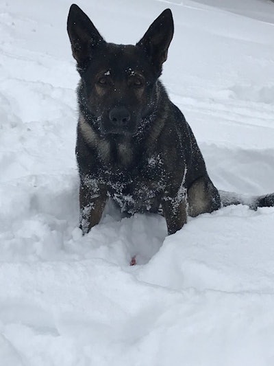 K-9 Dax located a woman in distress. (Photo: Lake County Sheriff's Office)