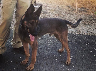 K-9 'Bane' was shot and killed on duty.