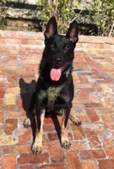 Palm Beach County Sheriff's Office K-9 Cigo was reportedly killed by a suspect outside a shopping mall Monday night. (Photo: Palm Beach County SO)