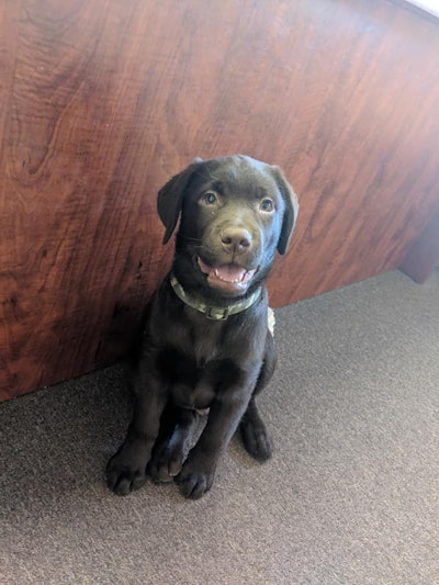 The Hancock (NH) Police Department has added a brown Labrador Retriever to the ranks, but the dog will not be tasked with sniffing out drugs or fleeing suspects. K-9 'Rookie' will instead be on hand to help individuals deal with difficult situations