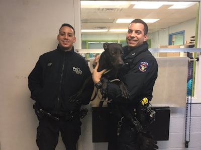 Three days after Christmas last year, two officers with the New York Police Department came upon a dog chained to a fence, seemingly abandoned. They freed the animal and delivered it to a shelter. When one of the officers learned that the dog would be put down if not adopted, he began the adoption process himself, and now has 'Joey' as his pet.