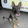 K-9 Gunner had been with the Butler City (PA) Police Department for several years.