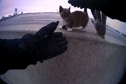 An officer with the North Kansas City (MO) Police Department coming to the rescue of a tiny kitten trapped on the Jersey barrier between the northbound and southbound lanes of an area highway.